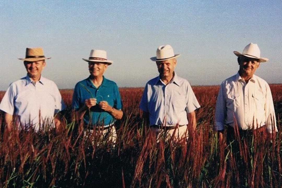 Homer, Eldon, Wendell, and Harlan Lundberg stand in a field of “Richvale Red Rice.”