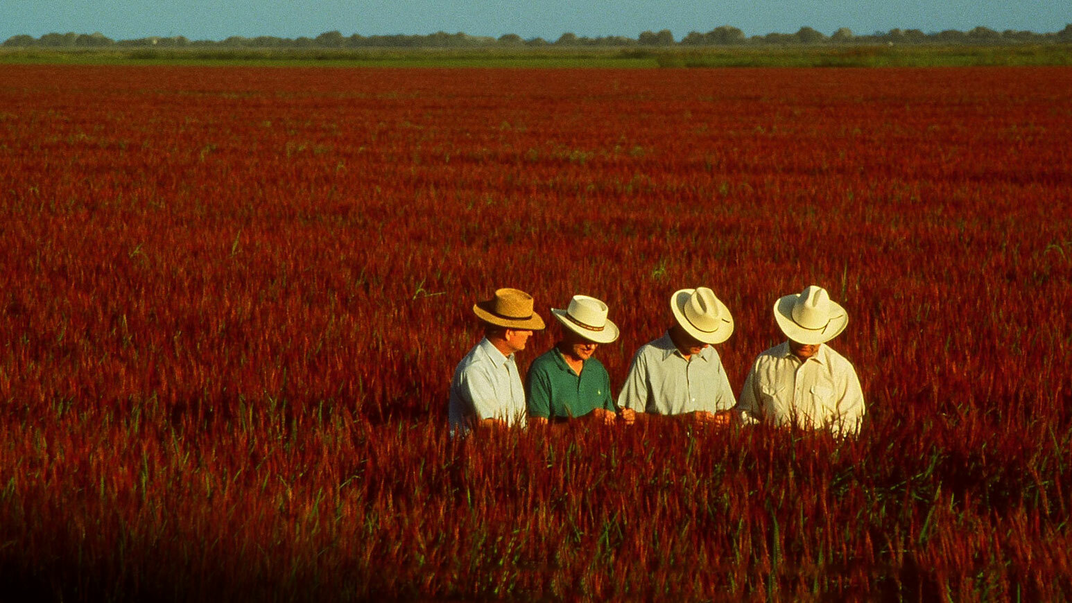 Lundberg Brothers in field of Red Rice