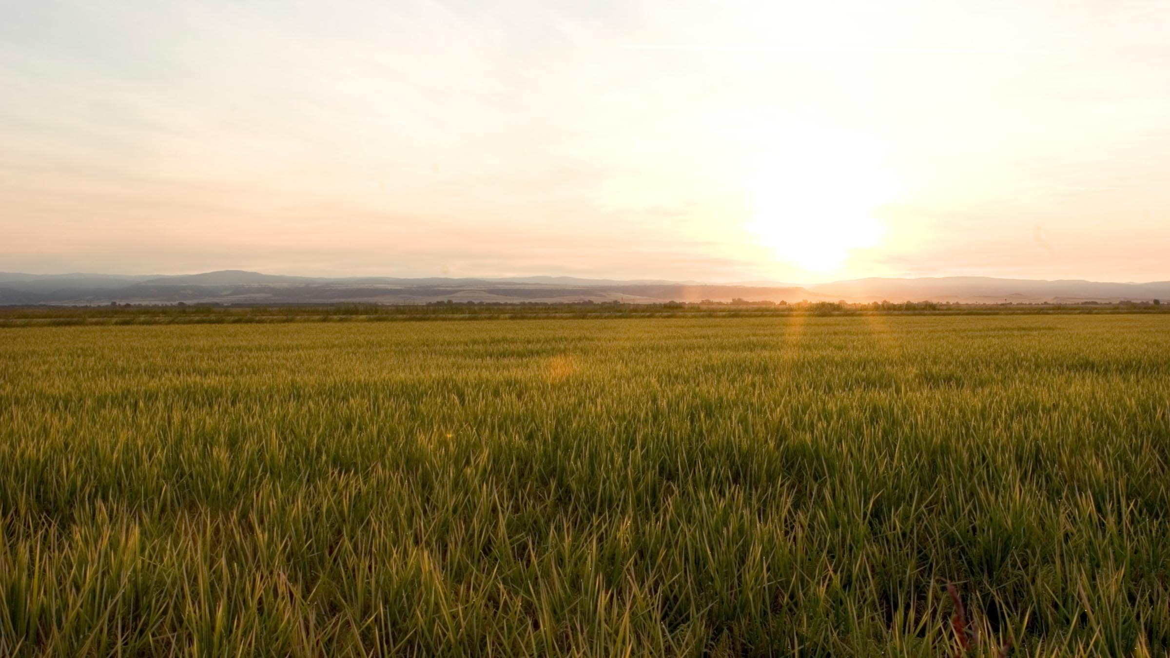 Green rice field at sunset