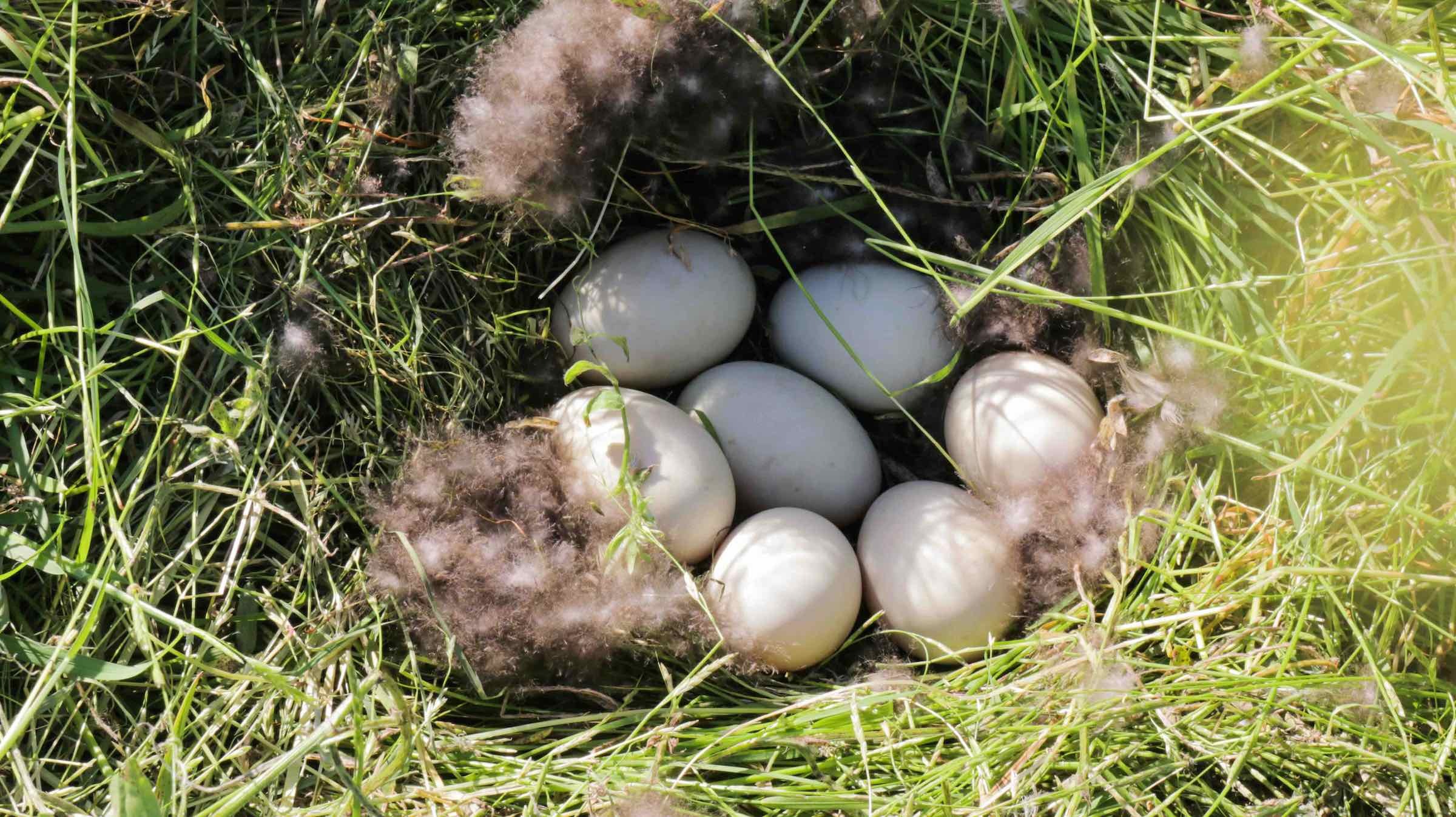 A mallard nest with seven eggs is uncovered in a field of cover crops at Lundberg Family Farms.