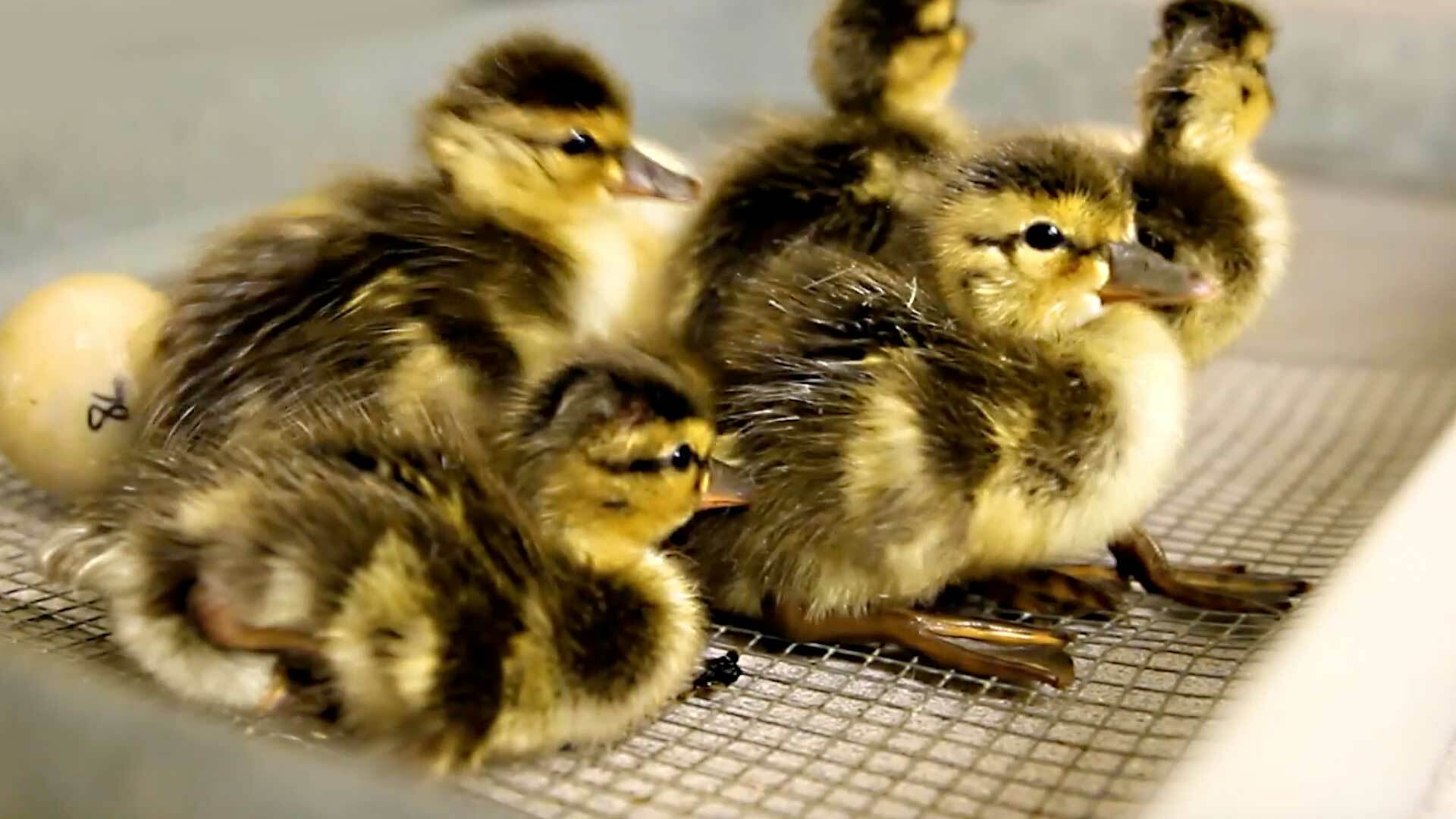 group of baby ducks sitting together