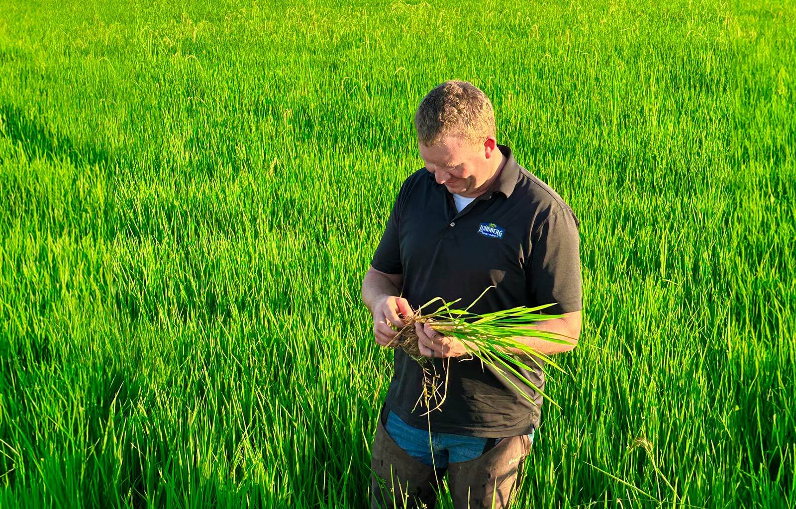 Man in field inspecting rice roots and panicles