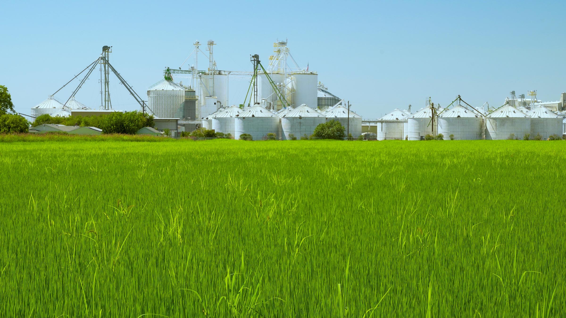 Green Rice Field in Front of Dryer and Storage