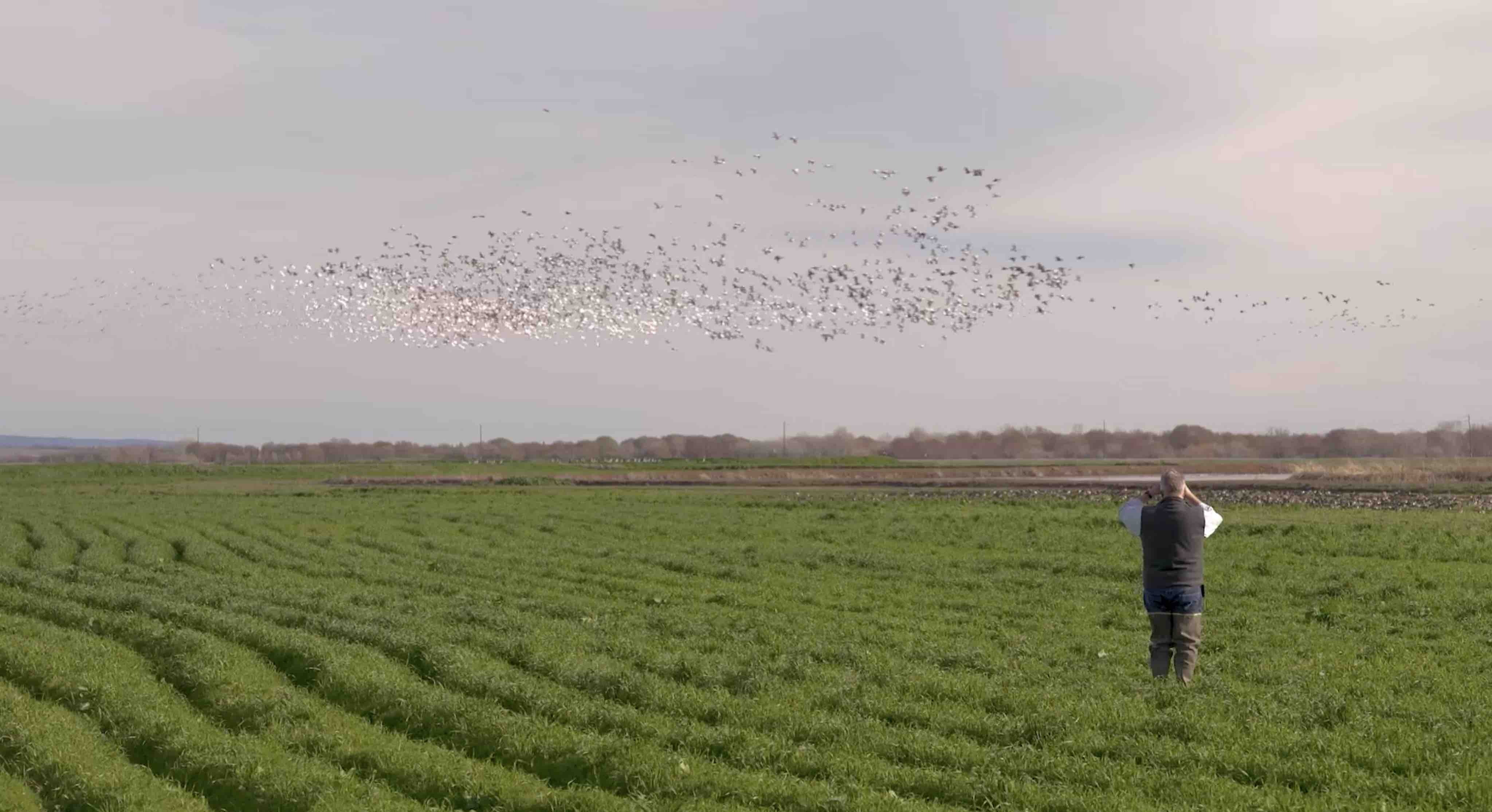 Bryce Lundberg birdwatches in a field of organic cover crops at Lundberg Family Farms.
